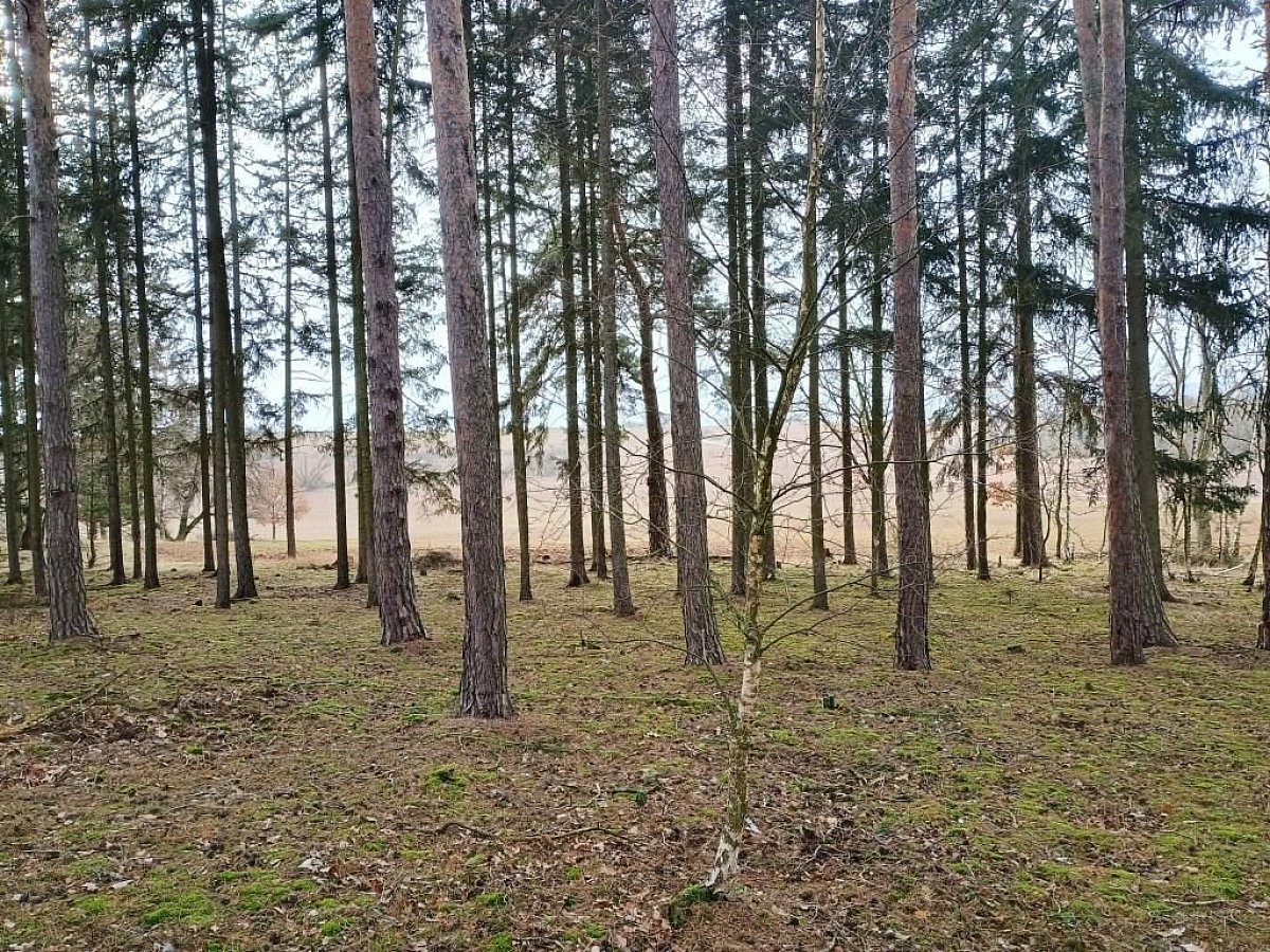 Mlýnský vrch (416&nbsp;m)