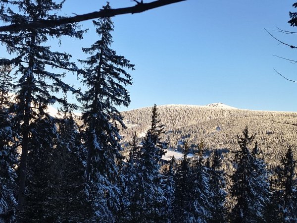 Javor