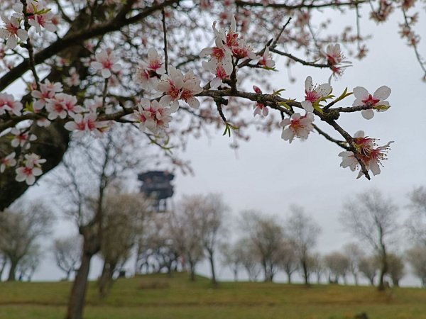 Hustopečský starý vrch