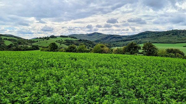 Šafranička