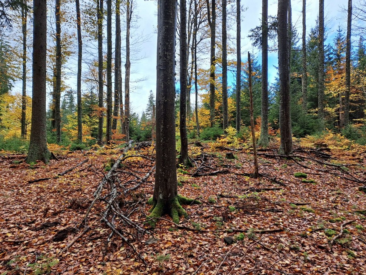 Kamenná (1101&nbsp;m)