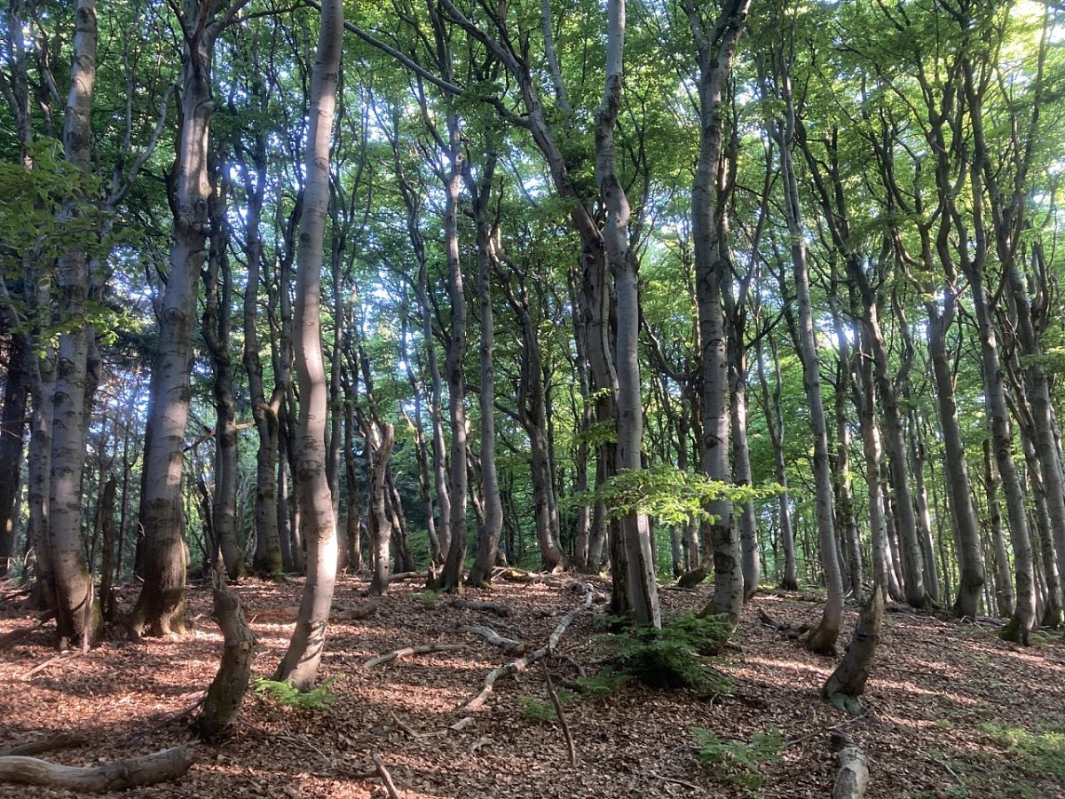 Hlubocký hřeben (850&nbsp;m)