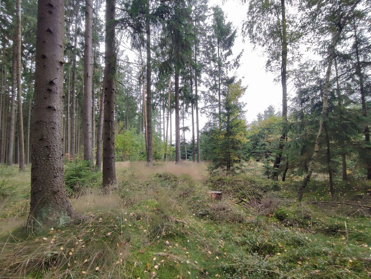 Panský vrch (649&nbsp;m)