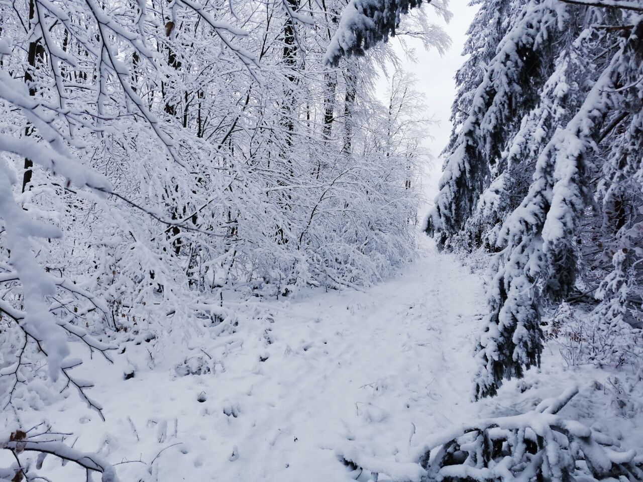 Čerešienky