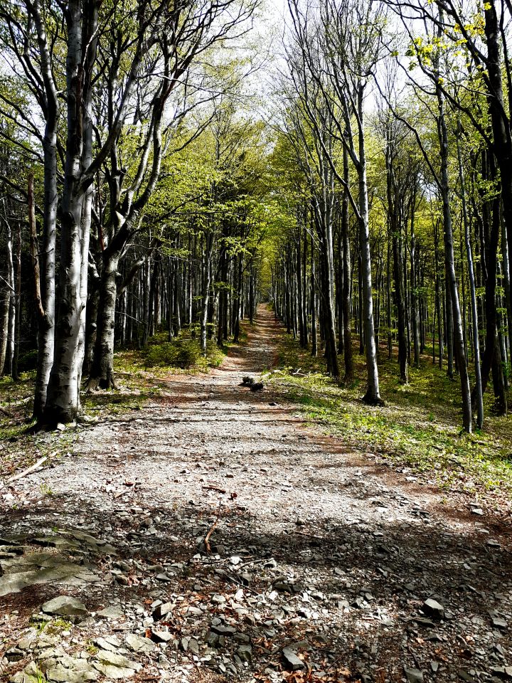 Kobylanka