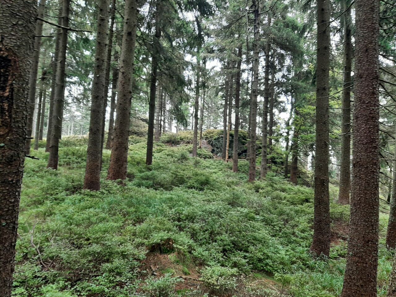 Preislerův kopec